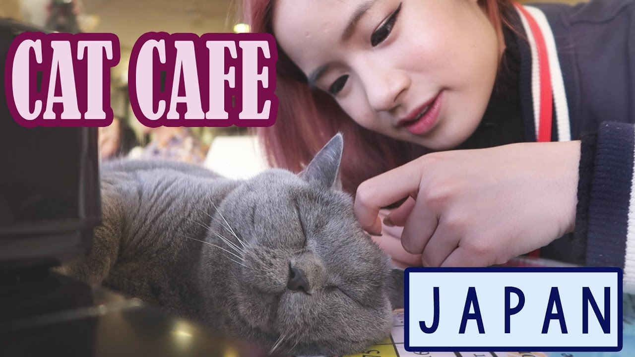  Cat  Cafe  in JAPAN Ueno  Asakusa YouTube
