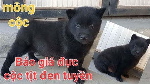Báo giá đực cộc tịt đen tuyền giá chó mông cộc đen tuyền