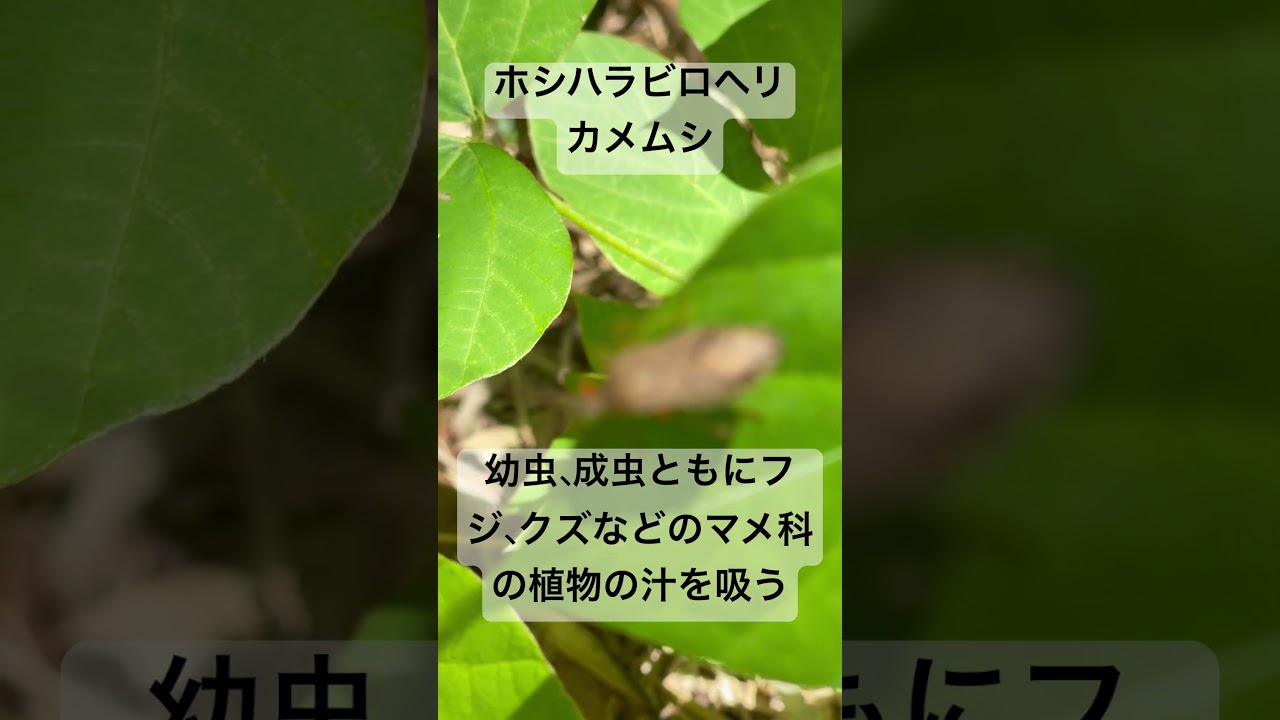 ホシハラビロヘリカメムシ 