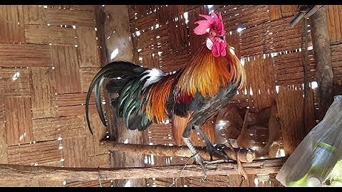 qaib dib dawb pob ntseg zoo nraug ntxim cuab tuaj kawg