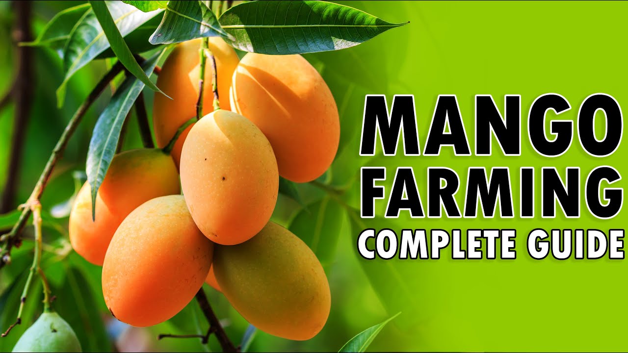 MANGO FARMING / MANGO CULTIVATION How to grow a Mango tree from Seed