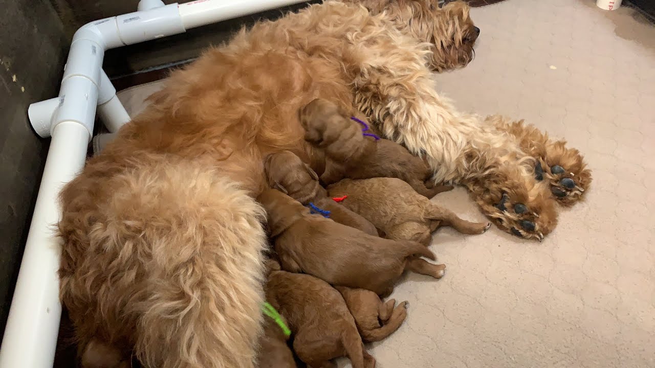 A peek inside Gypsy’s Whelping box!