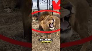 Did you know this grumpy-looking lion is gay?