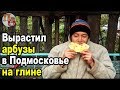 Дегустация своих АРБУЗОВ с жёлтой и красной мякотью.