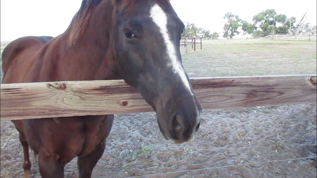 Nickering about as close as it comes to a horse talking. Please