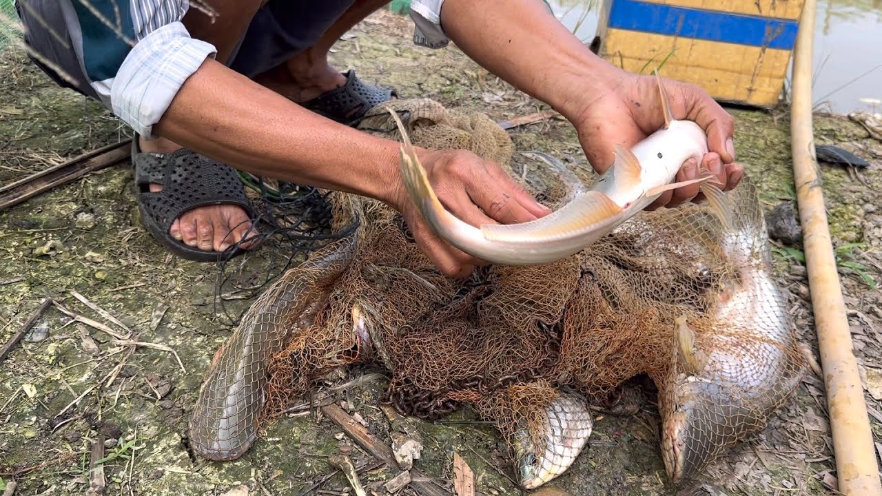 Món Ăn Bắt Đắt Dĩ Đậm Chất Miền Tây.