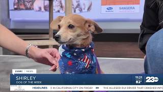 Wag Wednesday: Meet Shirley from Kern County Animal Services! screenshot 5