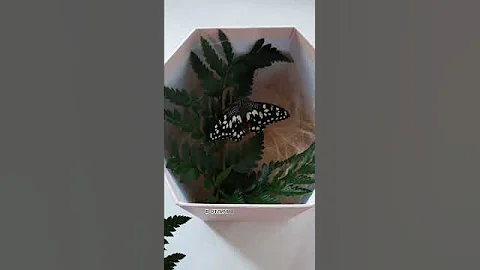Как понять пол бабочки