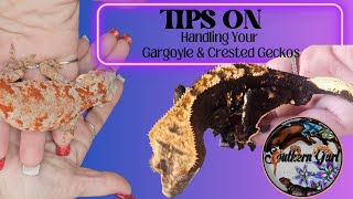 Tips for Handling Gargoyle & Crested Geckos