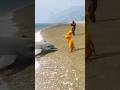 Gta V | Baby Lion ( Simba) And Franklin Save Dolphin From Bigfoot #shorts
