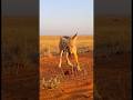 Lion vs Hyena vs Jackal 😳🦁 #animals #wildlife | ライオン×ハイエナ×ジャッカル