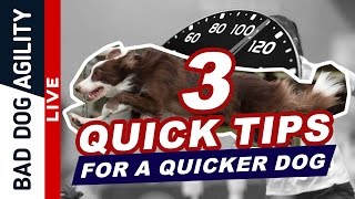 3 Quick Tips for a Quicker Dog