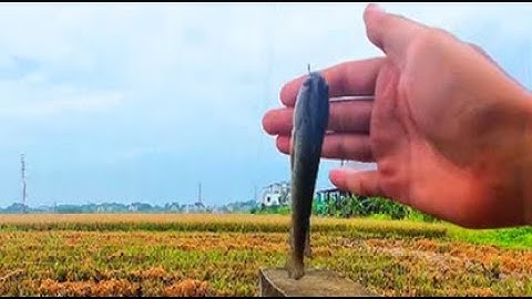 Câu cá rô đồng ở các cống nước #câucá #caucarodong