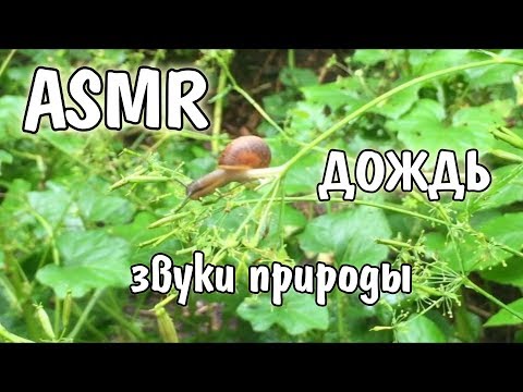 ASMR /ДОЖДЬ в ЛЕСУ.