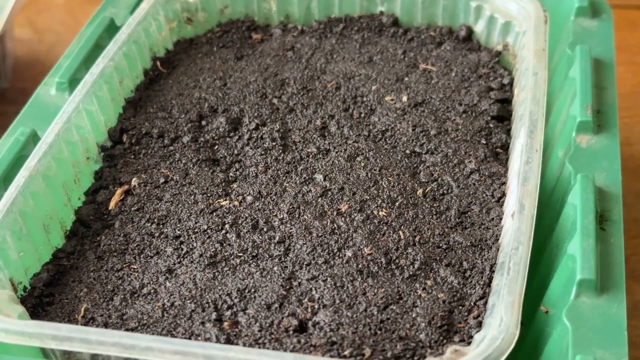 Семена Табака-посев