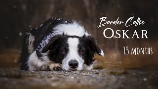 Dog tricks by Border Collie Oskar (15 months)