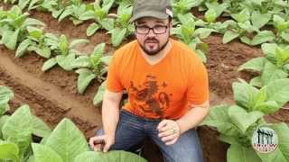 A Brief History of Tobacco in Connecticut by Drew Estate Cigars