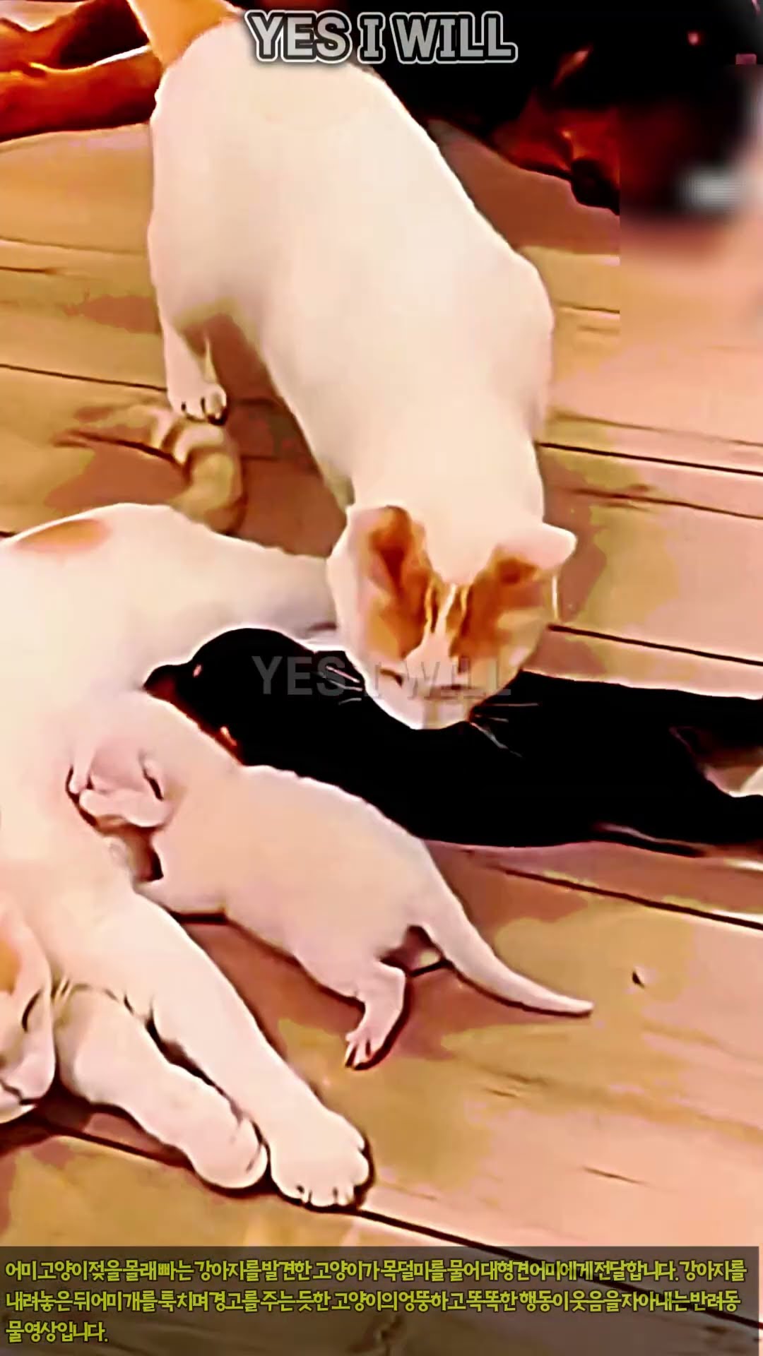 "애 잘 좀 봐라!" 강아지 갖다주고 어미 개 때리고 간 고양이 #worker #process #funny #smart #viral