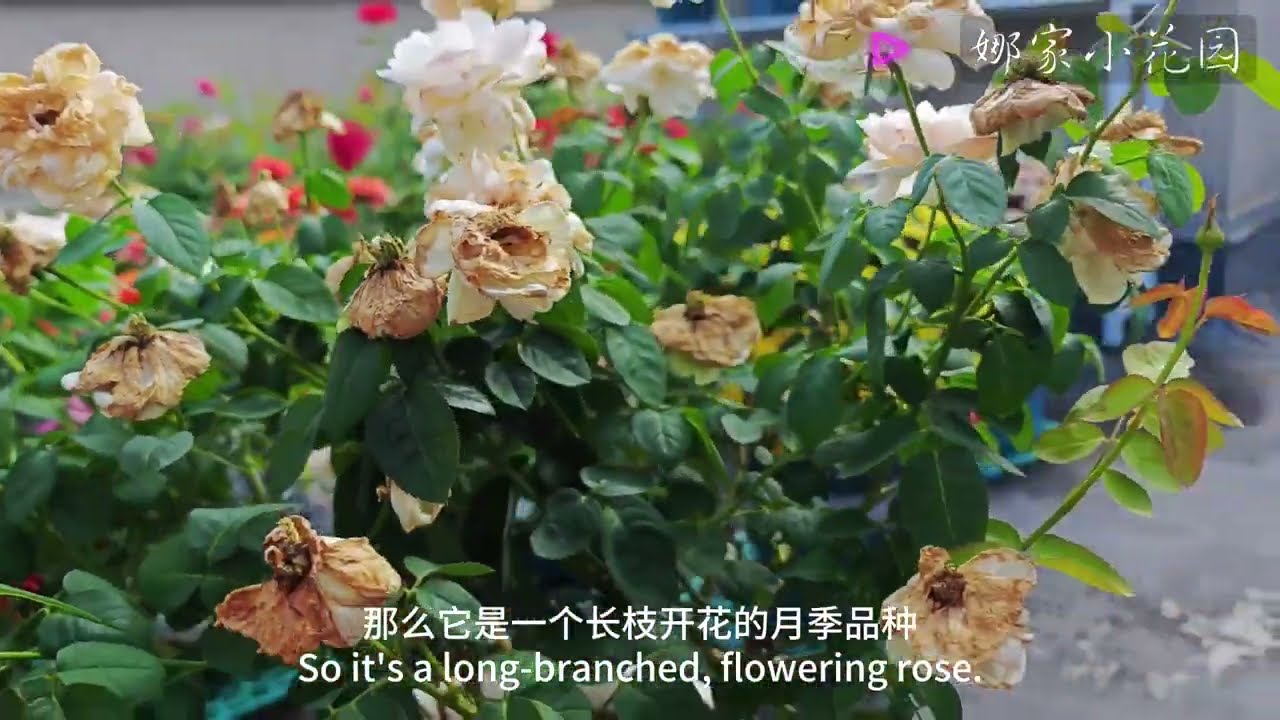 月季秋剪演示（三）：长枝开花的月季该怎么秋剪？Rose Autumn Cutting Demonstration (3)How to cut roses with flowers in autumn?