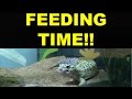 It&#39;s Feeding Time!! (May Madness:14)