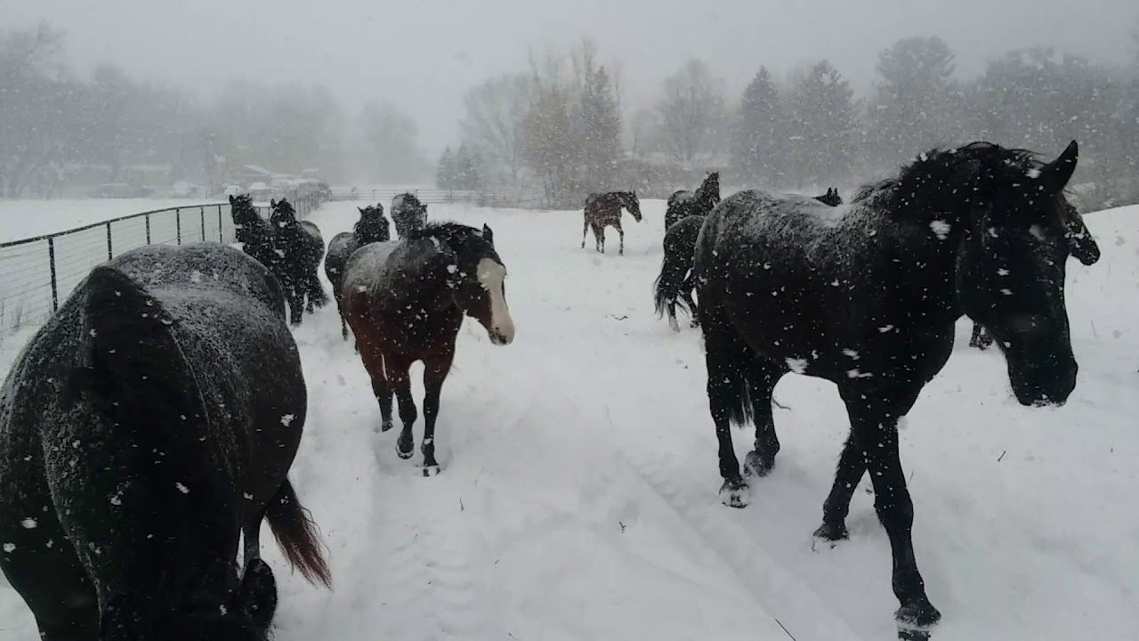 First big snow in Northern Indiana with the black horse troop - YouTube