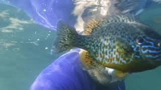 Swimming  with my fishy friends by Algis Kemezys 28 views 1 year ago 29 seconds
