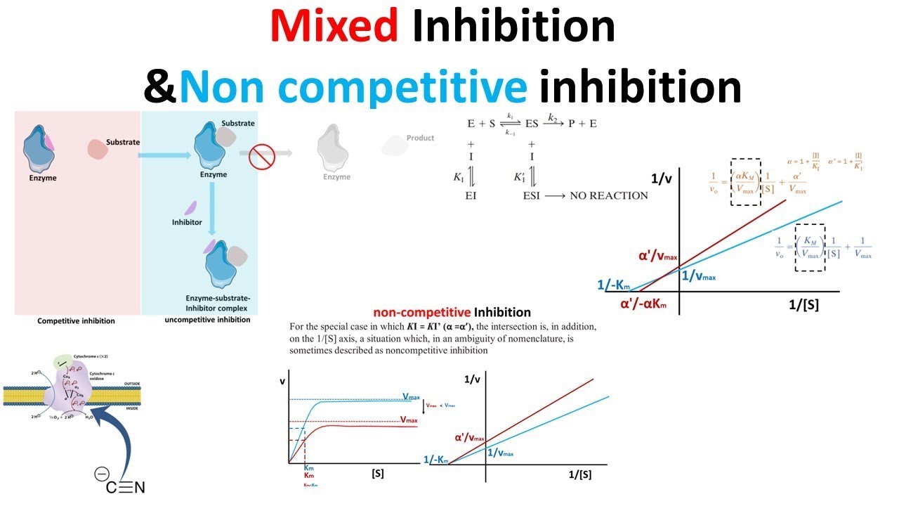 mixed non competitive inhibition - YouTube