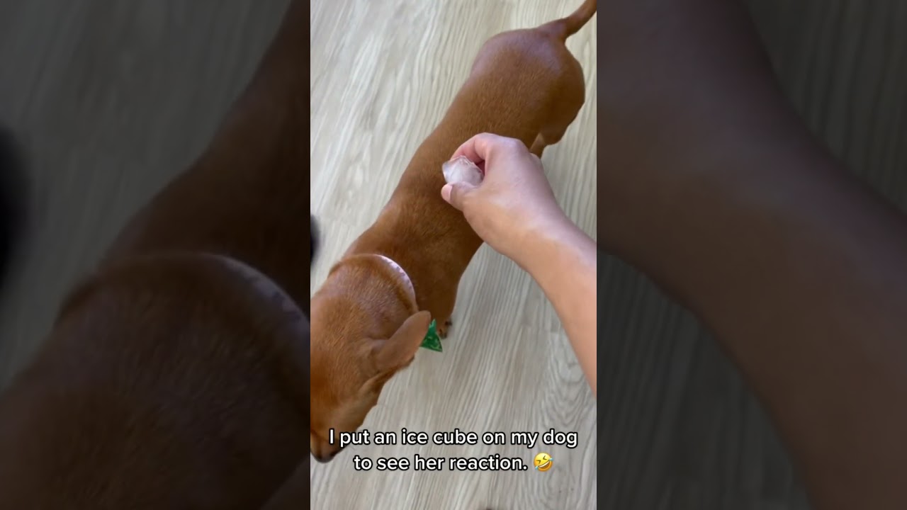 Put ice cubes on the dog and see how he reacts