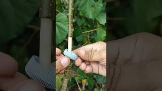 Why You Should Never Waste a Plant Cutting (Easy Grafting Technique) #bonsai
