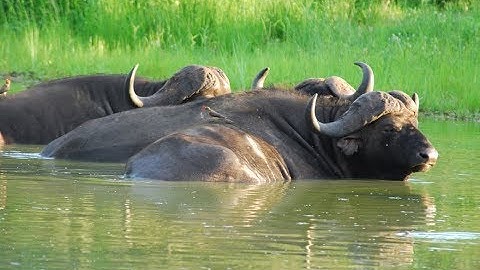 [テレビ予告] もっとアニマル！大特集｜アニマルプラネット