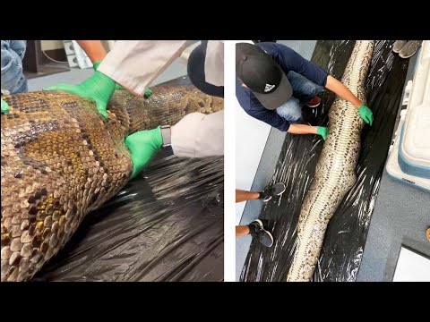 5-Foot Long Alligator Found Inside Burmese Python