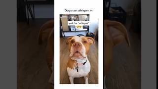 Dogs can whisper ​#cutedogs ​#funnydogs ​#dogsofyoutube ​#dogshorts