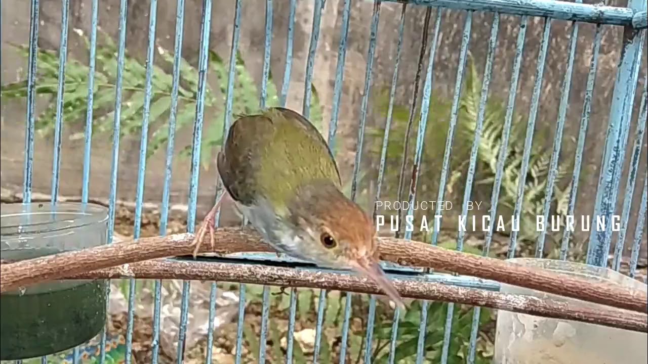 Featured image of post Burung Prenjak Lumut Jantan Music suara prenjak lumut betina untuk pancingan jantan bahan agar