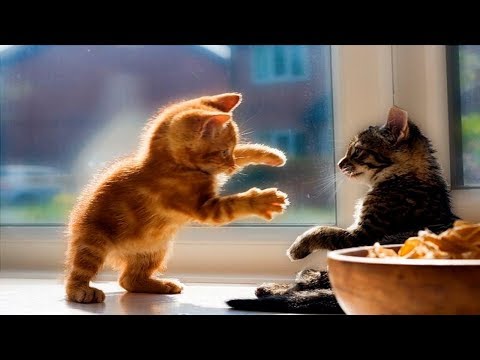 funny-and-cute-kittens-videos-2019---funny-kitten-cats-compilation