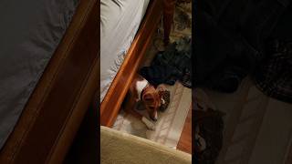 basenji under the bed #basenji #dogs #shorts