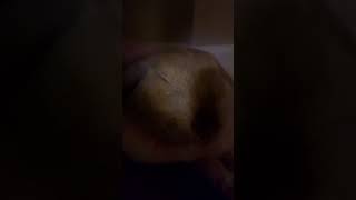 Download Lagu Bunny Muggy Purring (Sound On) MP3 Download Lagu Bunny Muggy Purring (Sound On) MP3