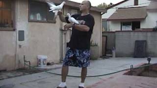 Training My Pigeons