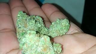 Berry Pie Strain Review by Cookies #cookieswoodlandhills #berner415 #stevelobel