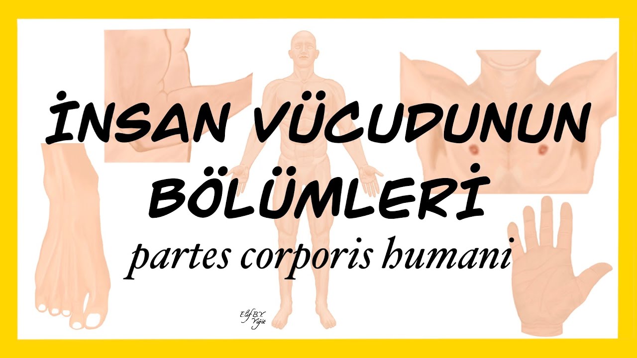 İnsan Vücudunun Bölümleri I partes corporis humani