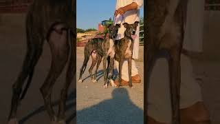 Tazi Kutta #viral #dogs