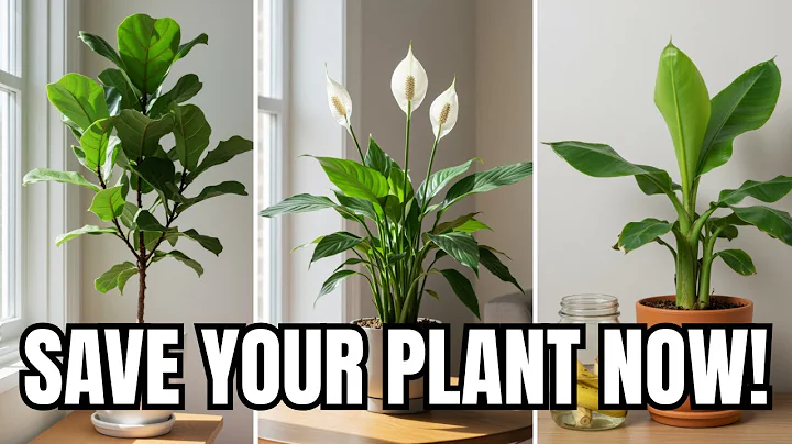 How to Revive Any Dying Plant With This Simple Trick (Works Every Time!)