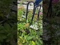 Капельный (полив цветов) цветочных культур в тепличном комбинате МБУ Белгорблагоустройство.