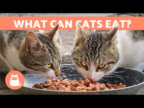 5 TYPES of CAT FOOD 🐱🥩 Dry, Wet and Other Choices for Your Cat's Diet