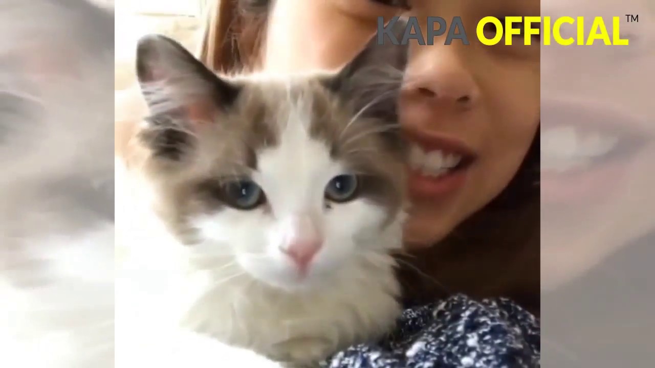 Funny Cat Compilation Videos - Cat Kissing Human (June 2017)