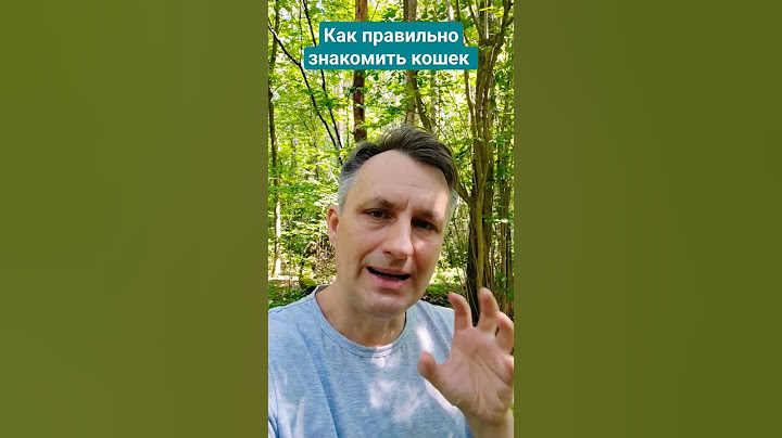 Как правильно знакомить кошек, чтобы они подружились