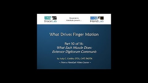 What Drives Finger Motion Part 10 of 16: What Each Muscle Does: EDC