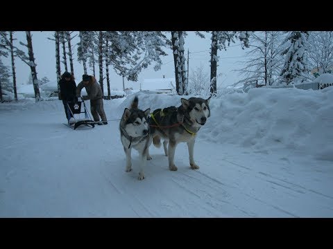 Video: Tempat Pergi Kereta Luncur Anjing