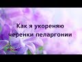 Как я укореняю черенки пеларгонии