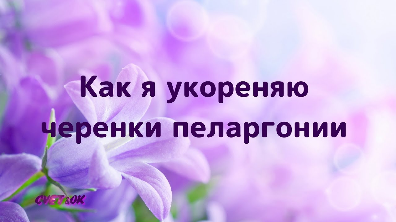 Как я укореняю черенки пеларгонии