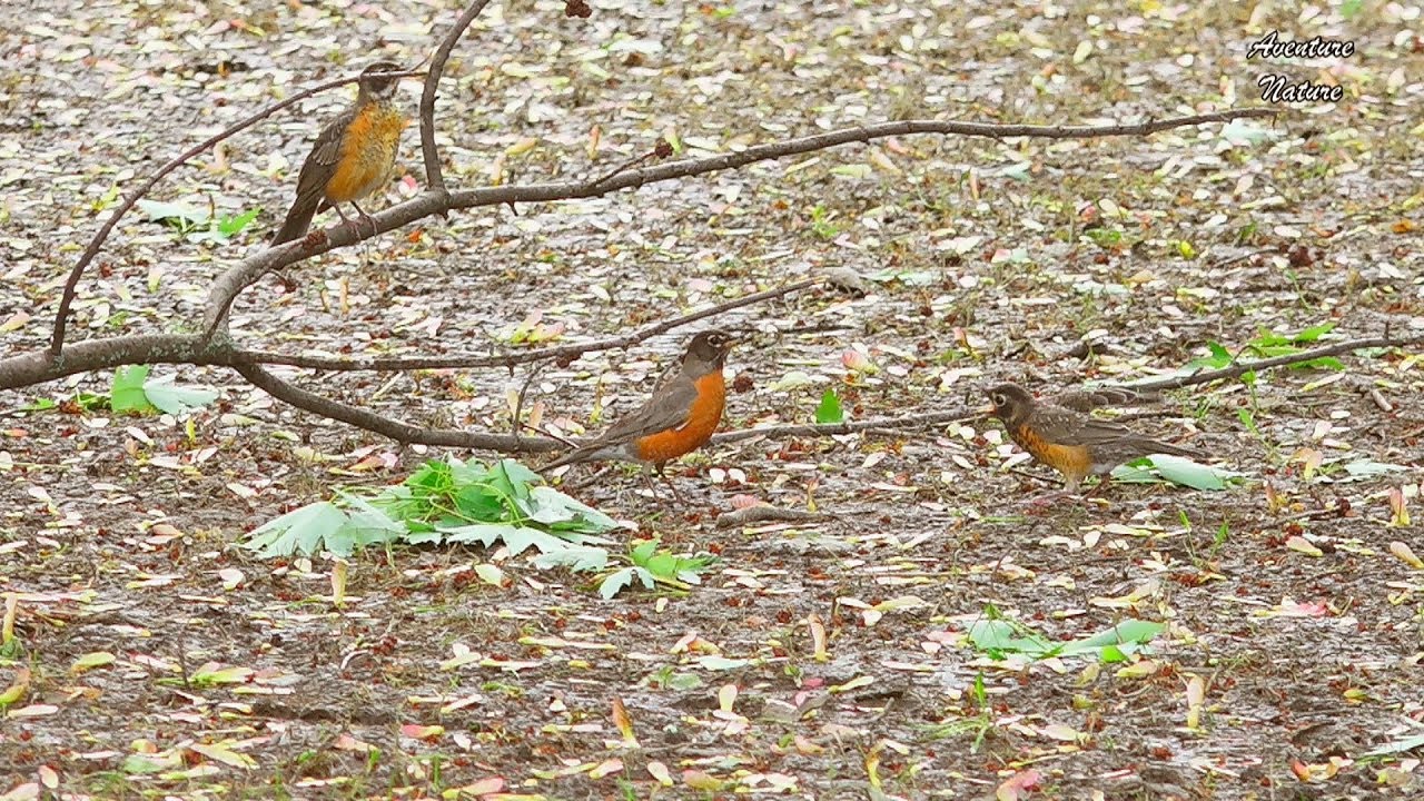 null hypothesis Merle d'Amérique Nourri Ses Bébés / American Robin Fed His babies / Aventure Nature